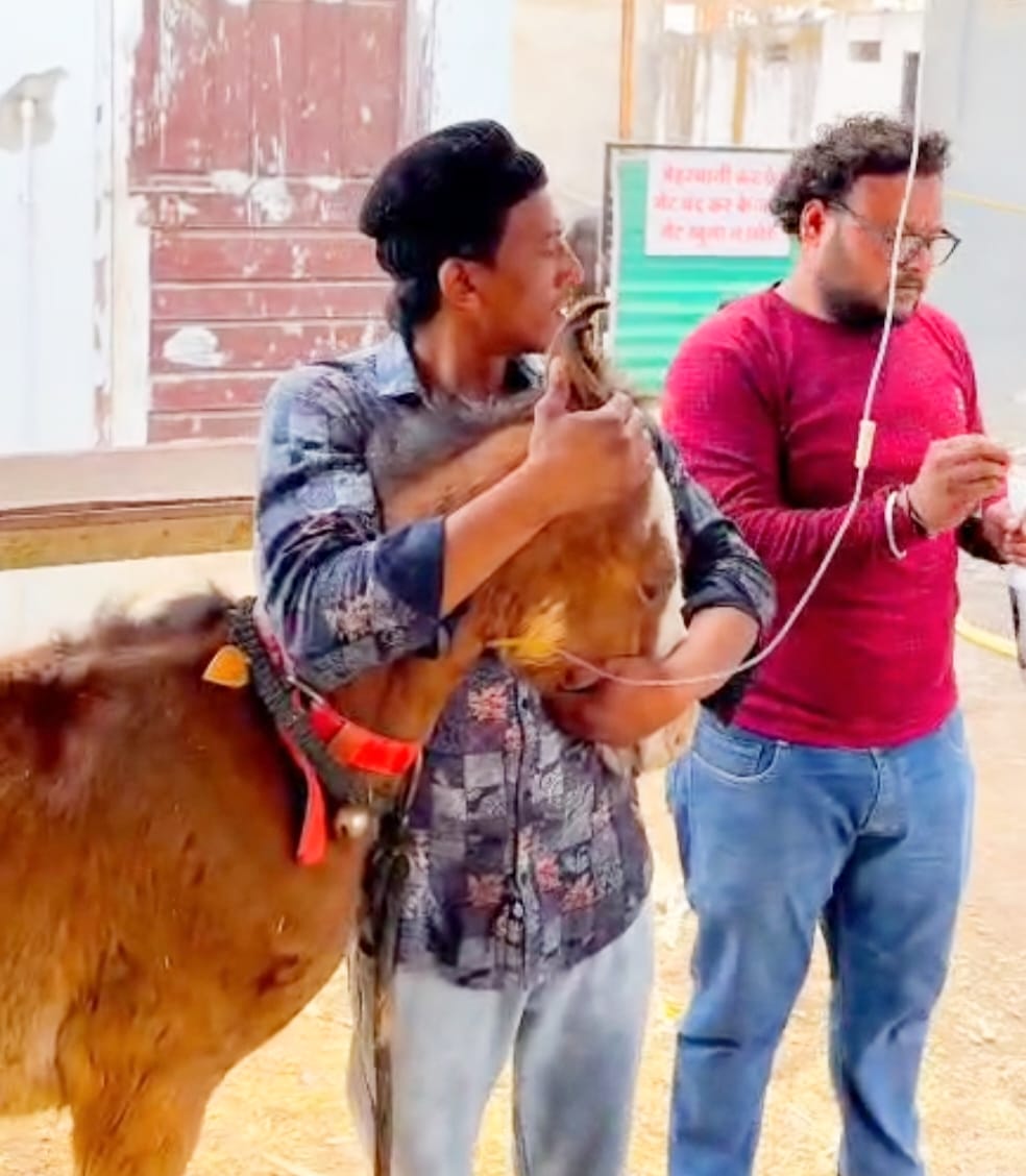 Foal gets a new lease on life