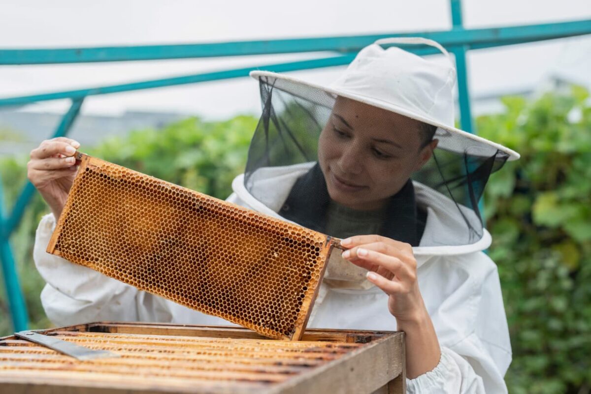 Beekeeping training