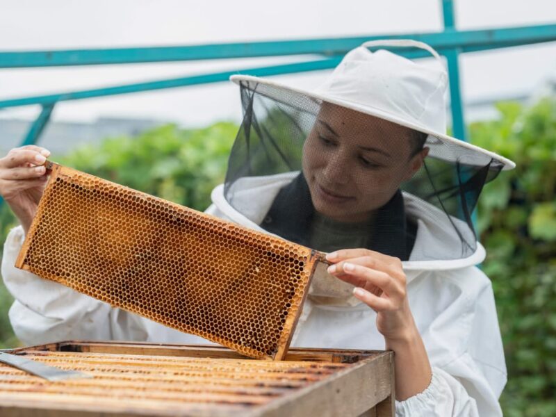 Beekeeping training