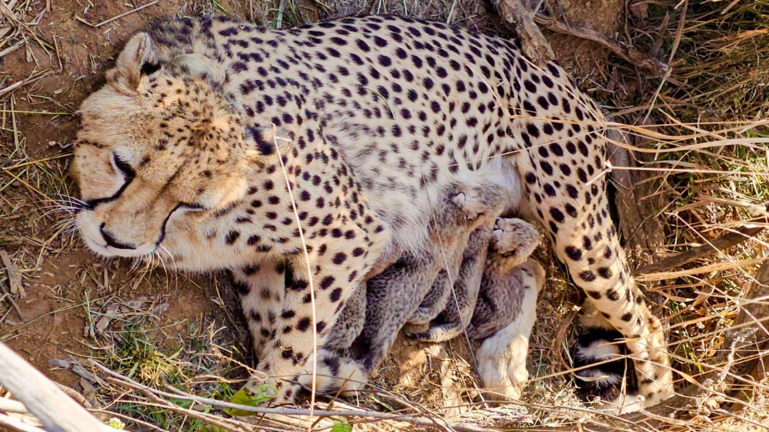 Cheetah