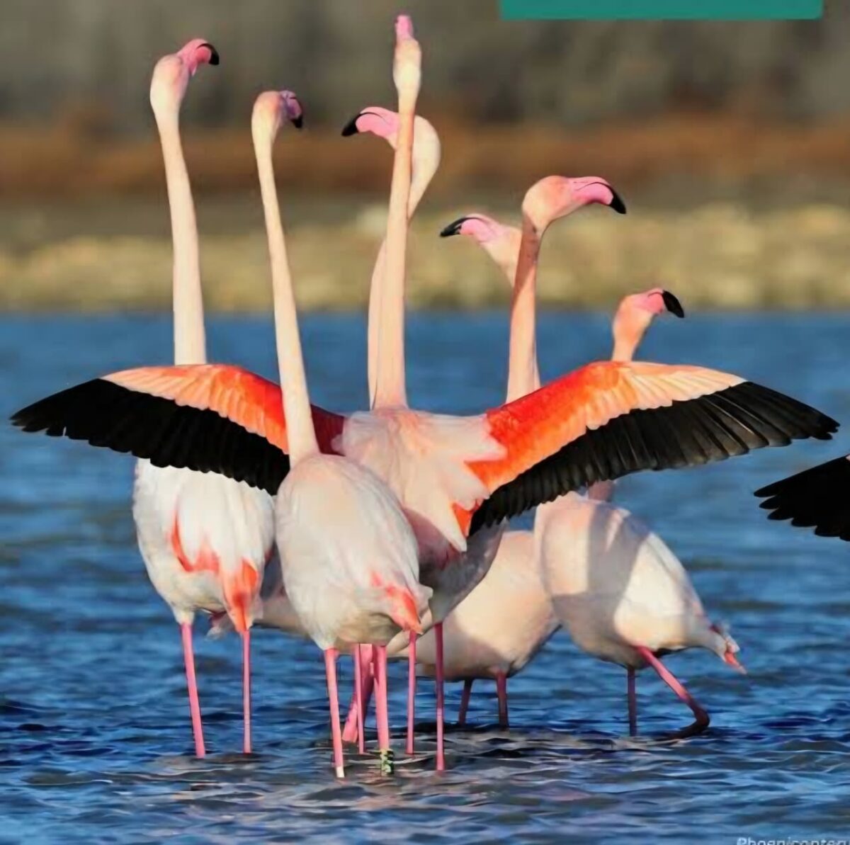 Workshop on bird conservation and wetlands