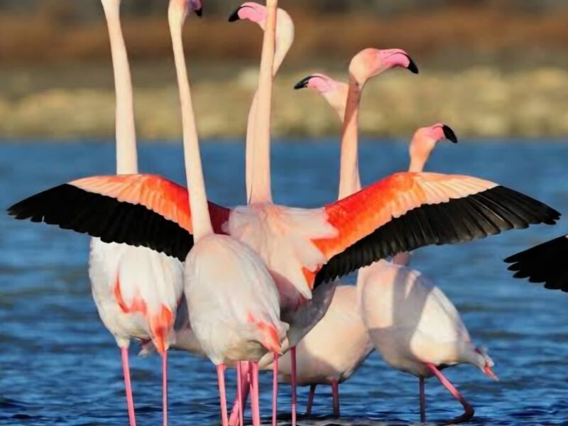 Workshop on bird conservation and wetlands