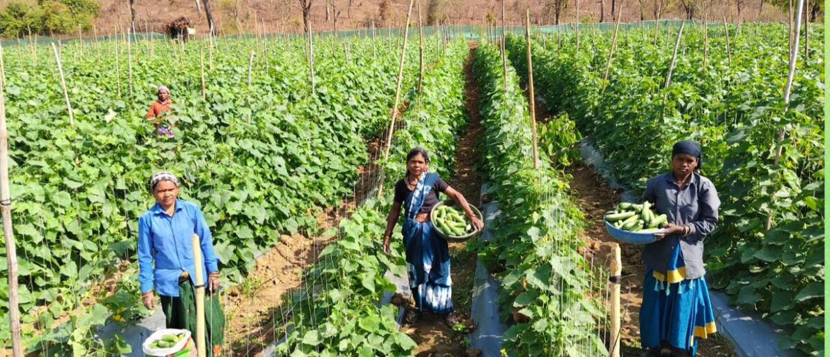 Adopted cucumber cultivation