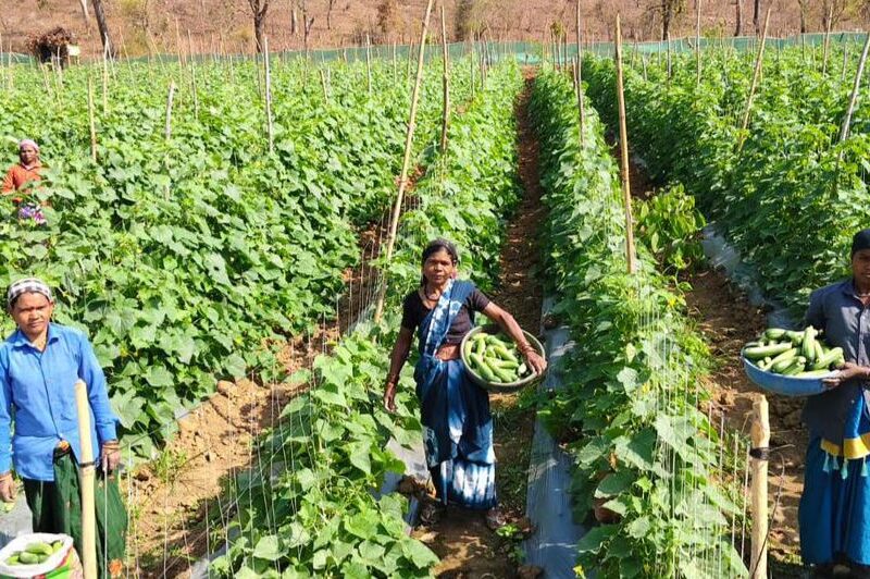 Adopted cucumber cultivation