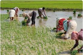 Agriculture department