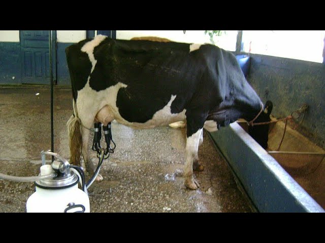 Animal Sakhi Training