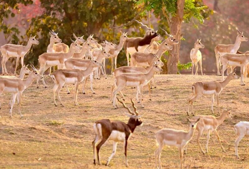 Barnawapara Sanctuary