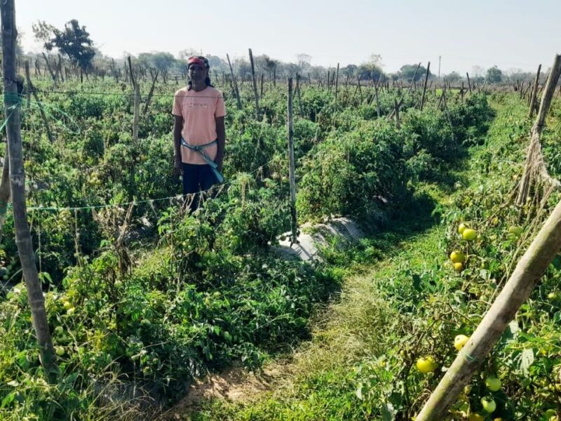 Grafted tomato