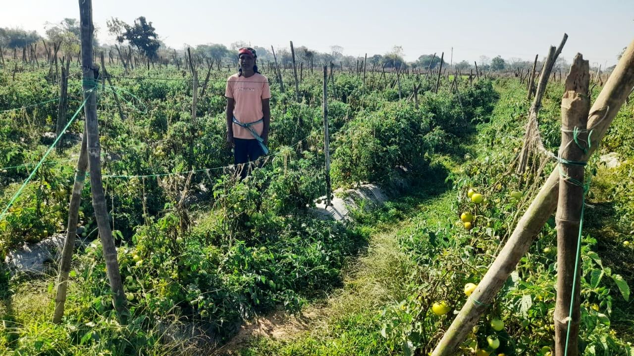 Grafted tomato