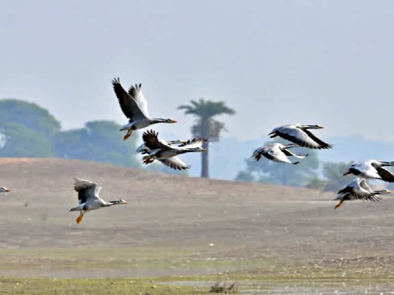 Migratory birds shelter