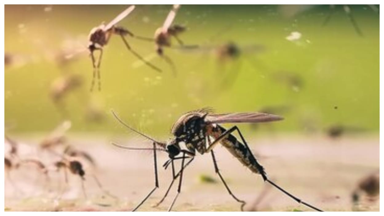Mosquitoes havoc