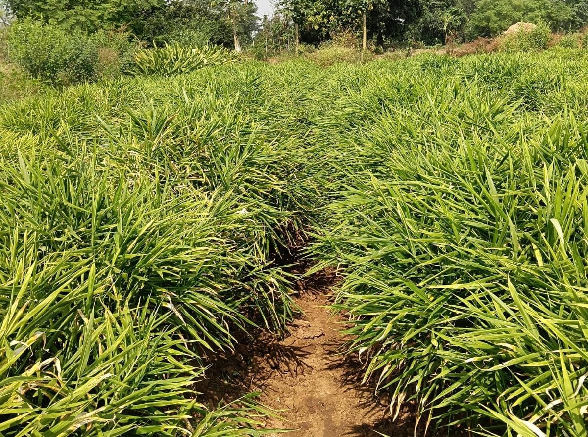 One District One Product Scheme