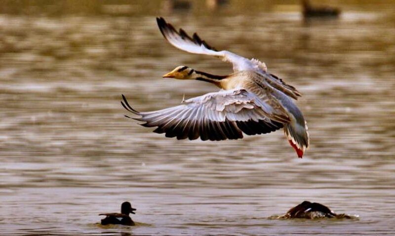 Shekha Lake Bird Sanctuary