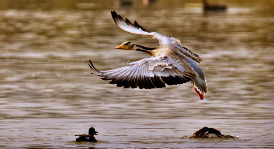 Shekha Lake Bird Sanctuary