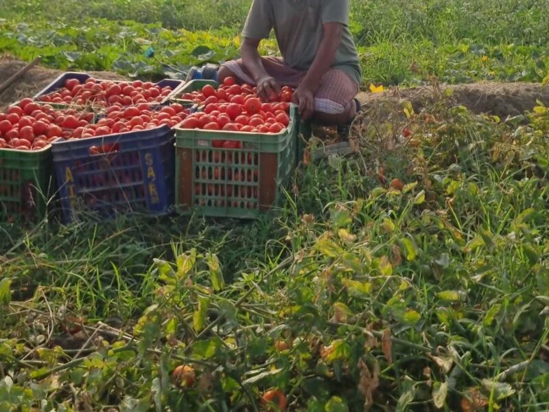 Tomato cultivation changed fate