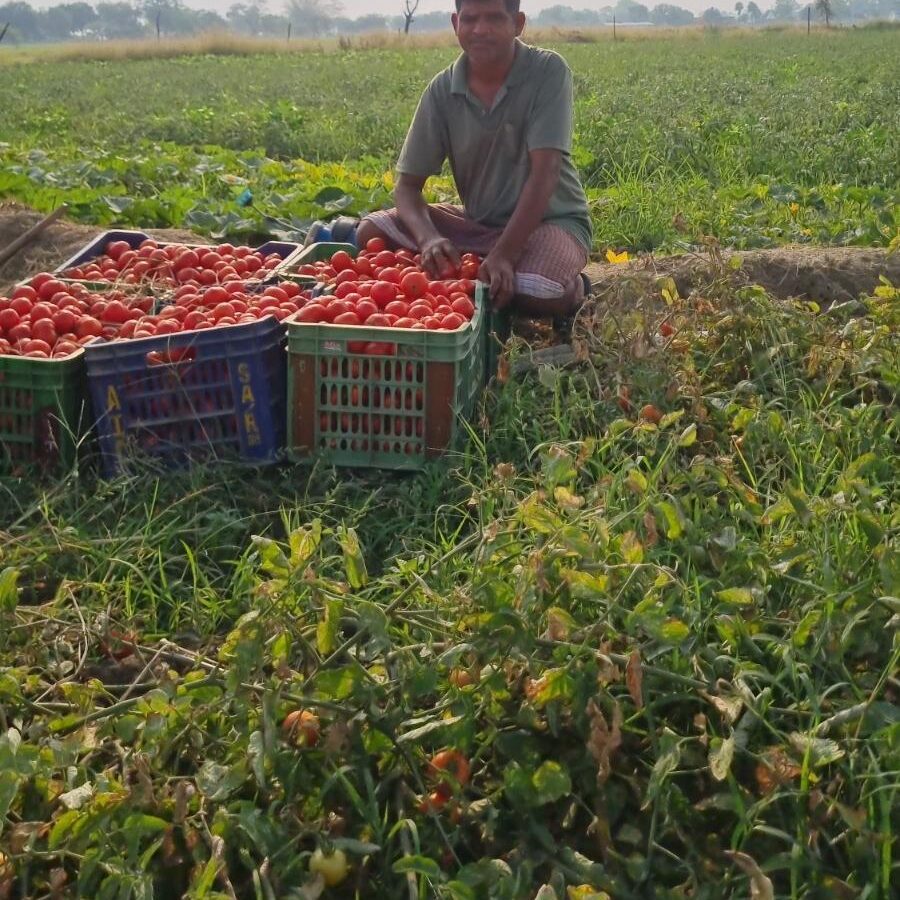 Tomato cultivation changed fate