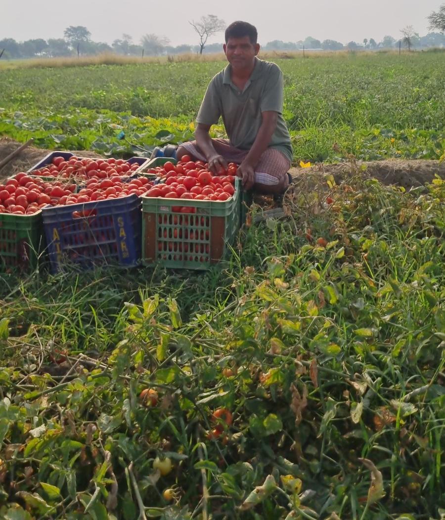 Tomato cultivation changed fate