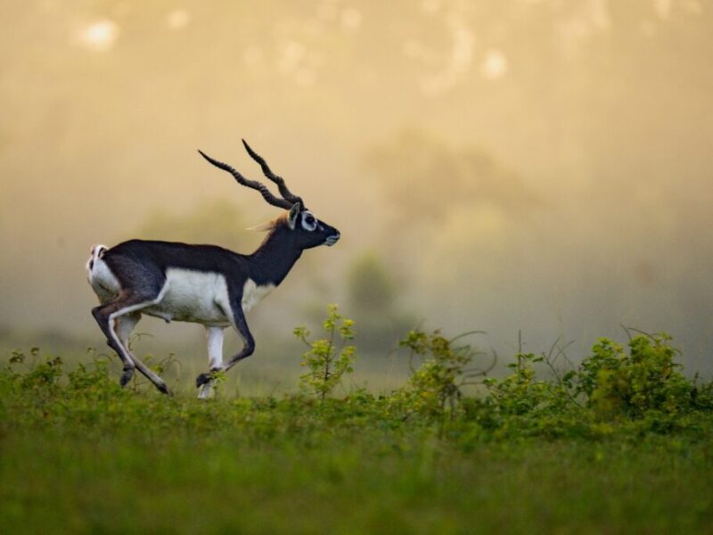 blackbucks