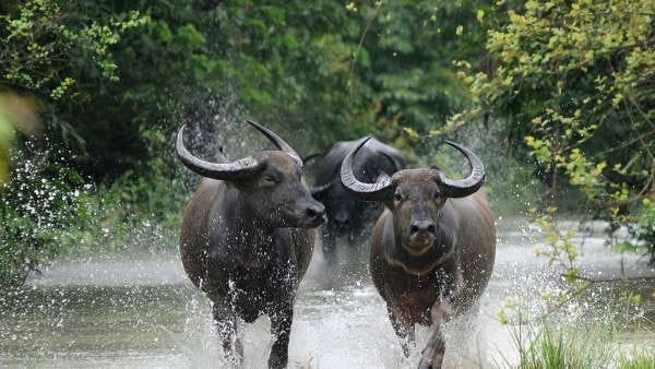 buffaloes