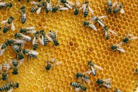 madhumakhi palan yojana