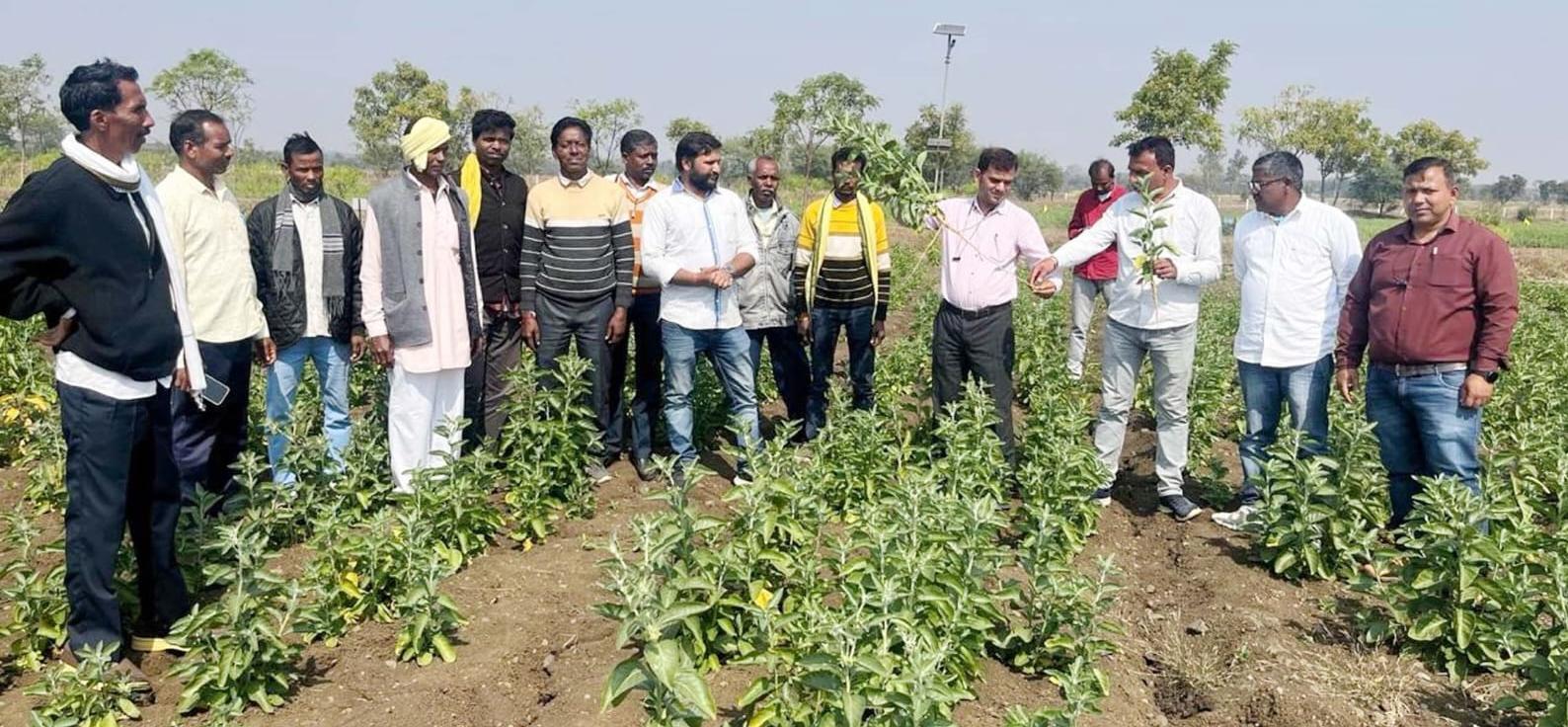 medicinal farming