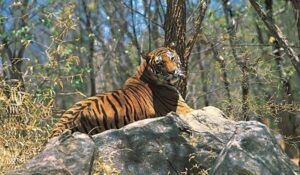 Achankamar Amarkantak Biosphere Reserve