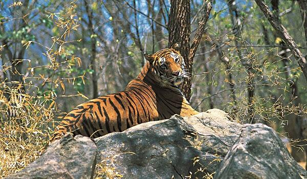 Achankamar Amarkantak Biosphere Reserve