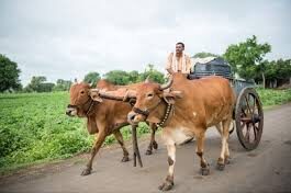 Ban on working animals in the afternoon