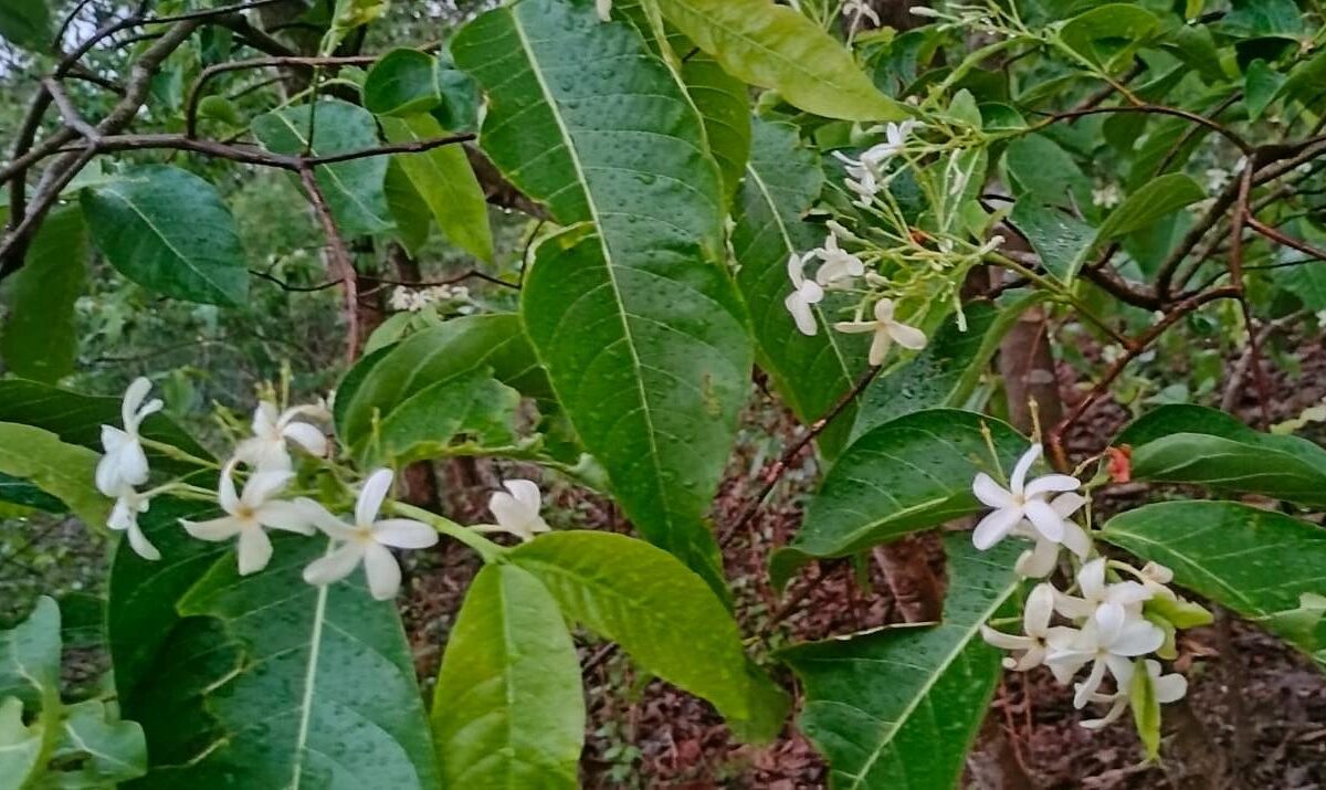 Bastar with Kudaj flower