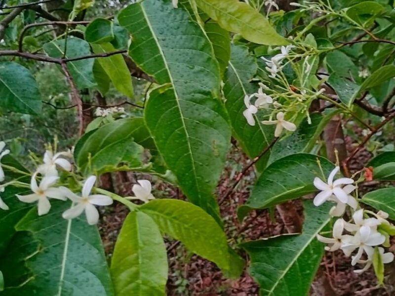 Bastar with Kudaj flower