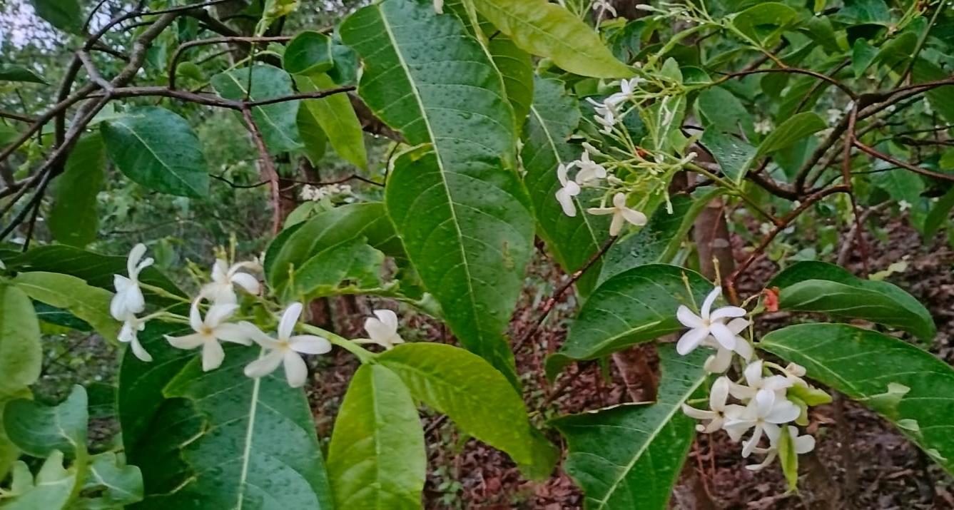 Bastar with Kudaj flower