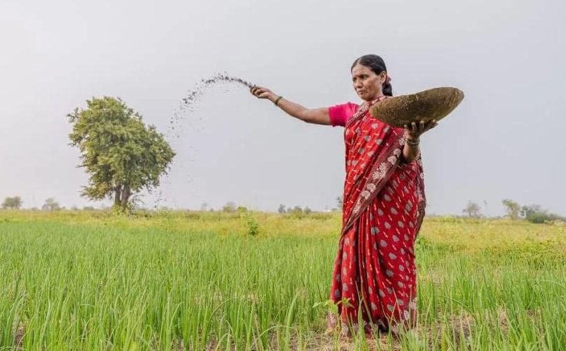 Centre hikes support price of paddy