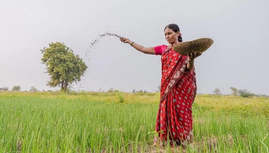 Centre hikes support price of paddy