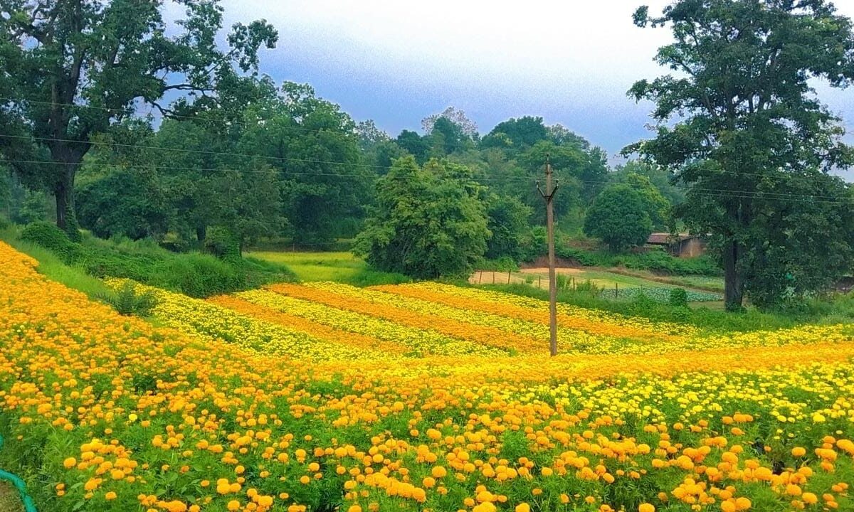 Flower farming