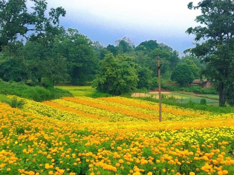 Flower farming