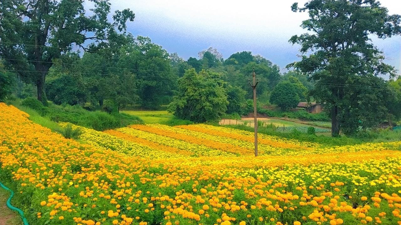 Flower farming
