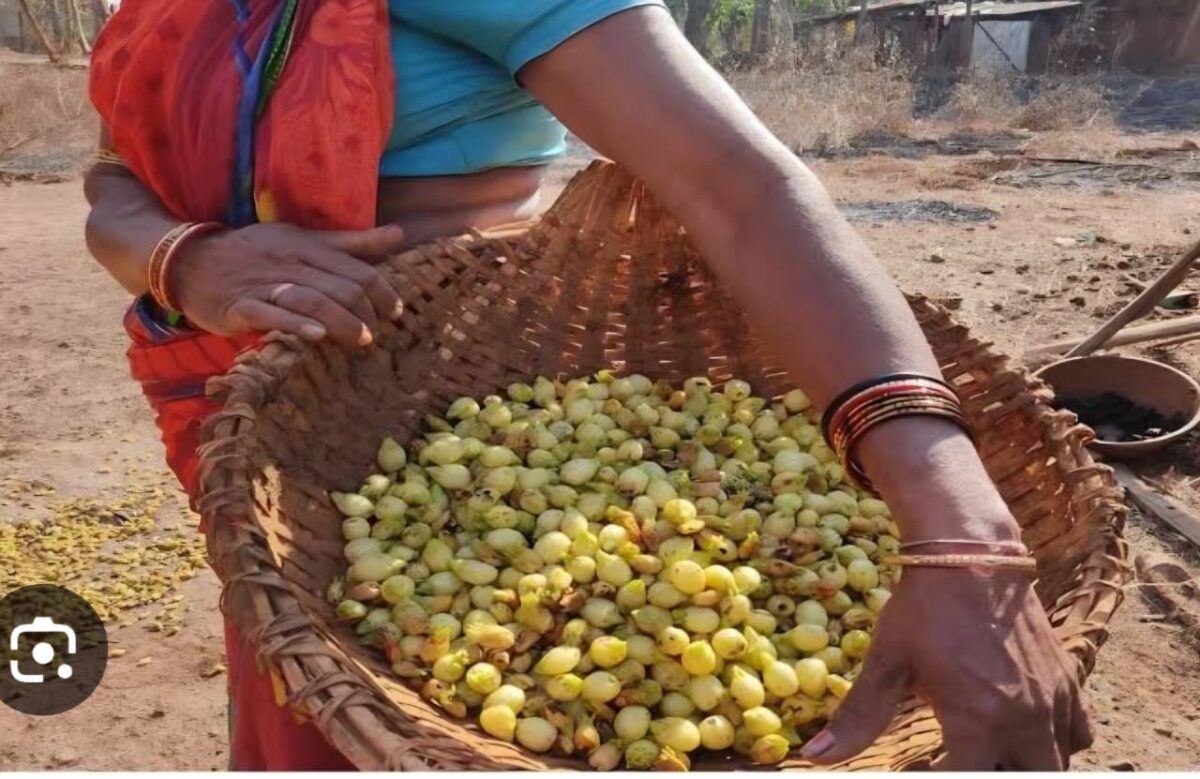 For Mahua processing in Abujmar