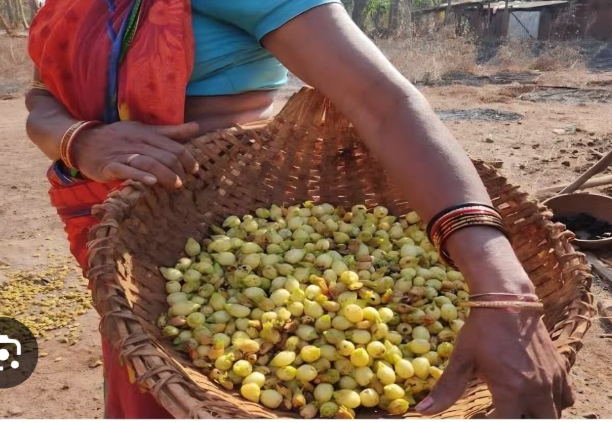 For Mahua processing in Abujmar