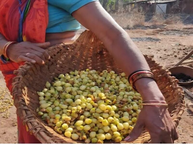 For Mahua processing in Abujmar