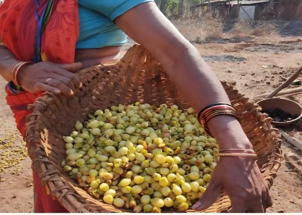 For Mahua processing in Abujmar