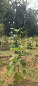 Green Revolution