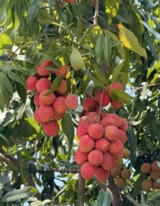 Litchi