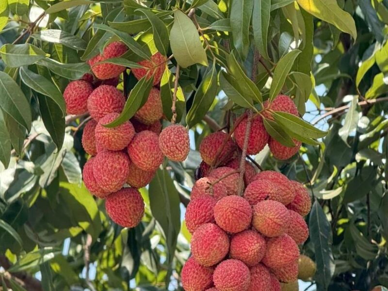 Litchi