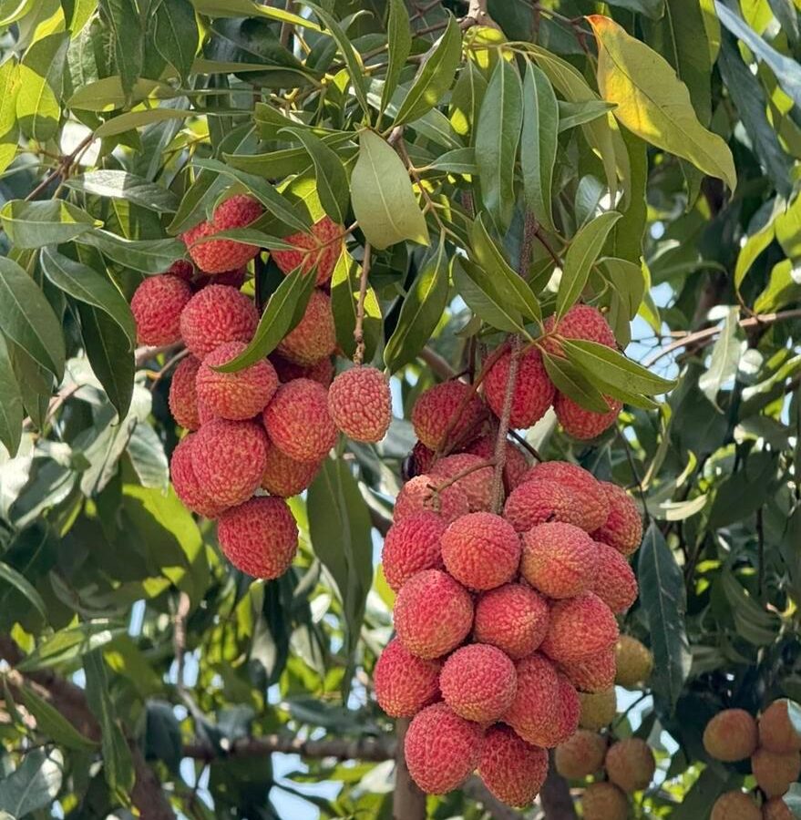 Litchi