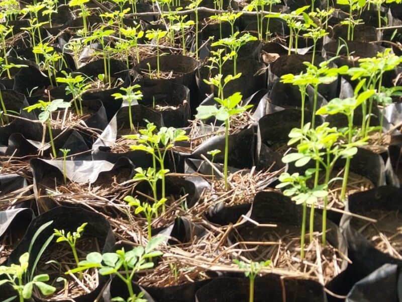 MGNREGA nursery