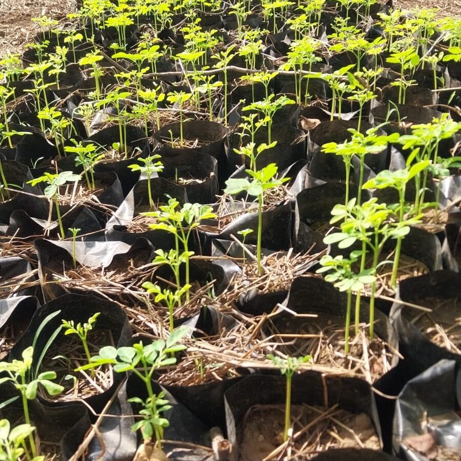 MGNREGA nursery