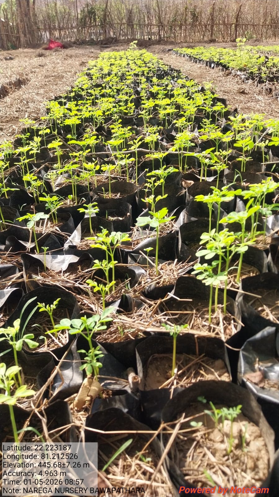 MGNREGA nursery