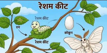 Opportunity to Increase Income Through Sericulture