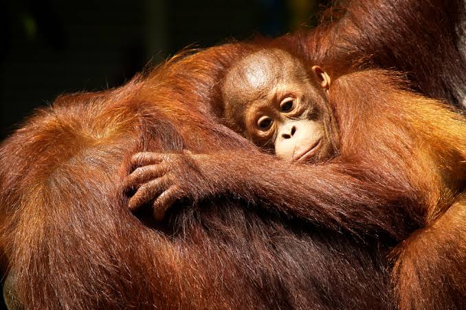 Orangutan cub