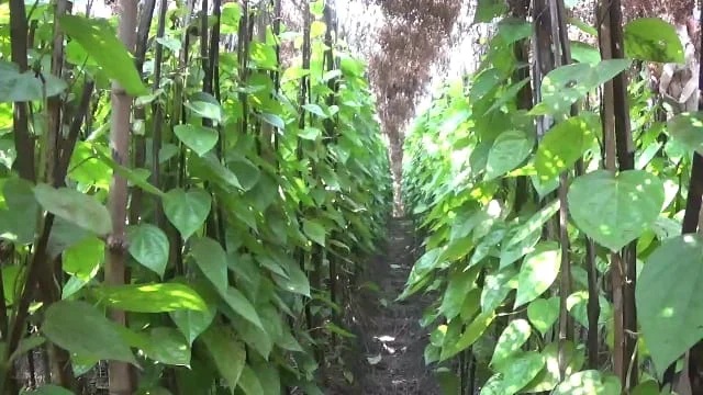 Chhatarpur Bangla Paan: Chhatarpur’s ‘Bangla Paan’ Becomes an International Star…! Demand Spreads as far as Pakistan and Bangladesh.